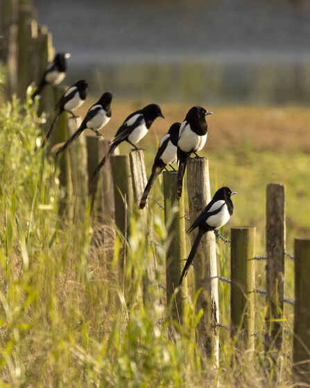 7 black and white birds standing on a fence.