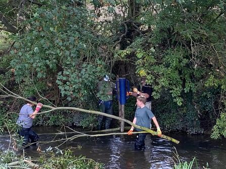 Volunteers in the water adding a large branch to the River Hiz underneath a hanging tree