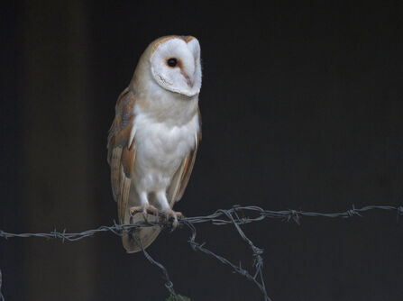 A pale white owl with a heart shaped face and big eyes. Looks kinda like an apple core! 