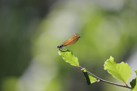 Beautiful Demoiselle at Astonbury Wood