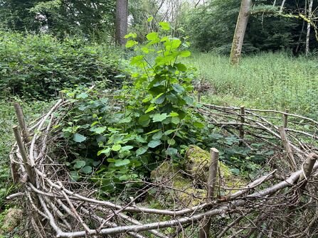 Hazel coppice regrowth at Astonbury in a woven deer basket