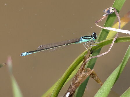 Scarce Blue-tailed Damselfly on reeds on the newly created wetlands alongside the River Ash