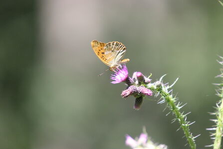 Silver-washed Fritallary at Astonbury Wood