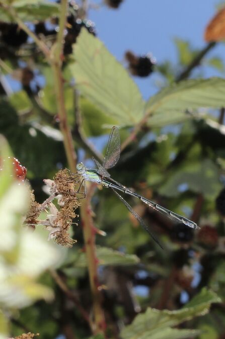 Willow Emerald Damselfly at Astonbury Wood 