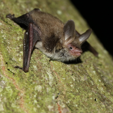 Bechstein's bat