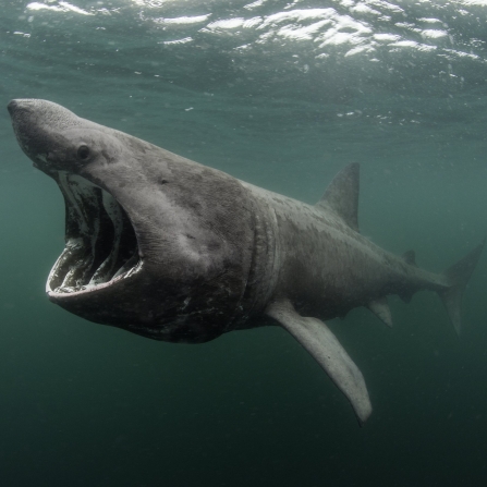 Basking Shark Feeding