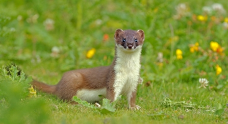 Stoat