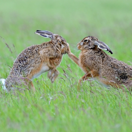 Boxing hares