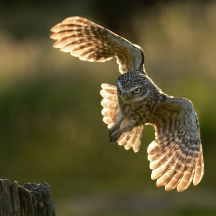 Little owl