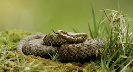 Adder