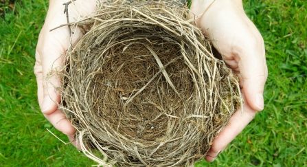Blackbird's nest in the hand