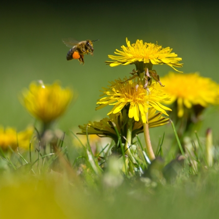 Dandelion