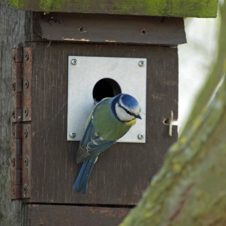 Blue Tit Nesting