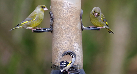 Birds on feeder 