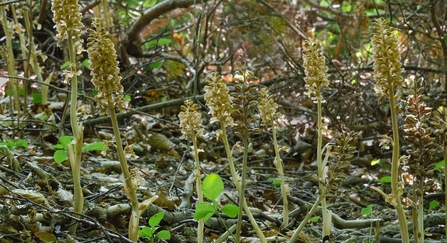 Bird's-nest orchids (Neottia nidus-avis)