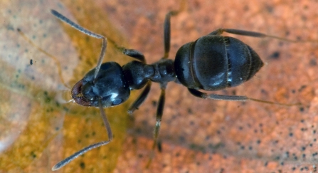 Black ant