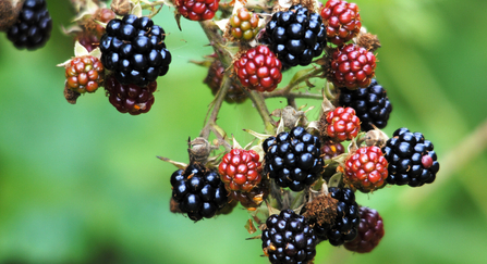 Blackberries