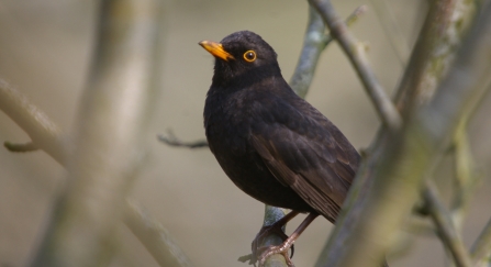 blackbird on tree