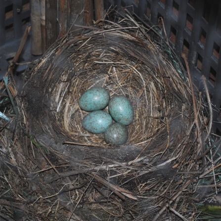 Blackbird nest