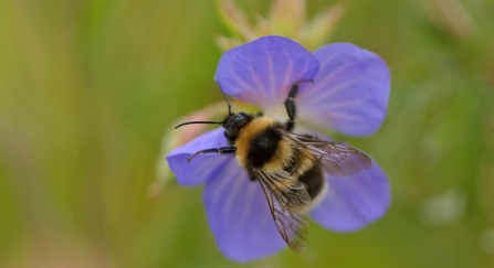 Garden bumblebee (Bombus hortorum) 