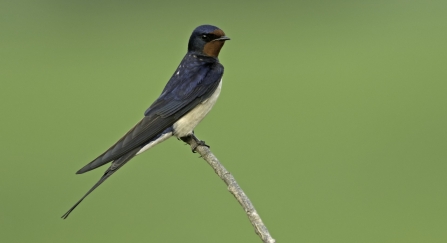 swallow