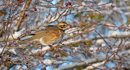Redwing feeding on hawthorn berries