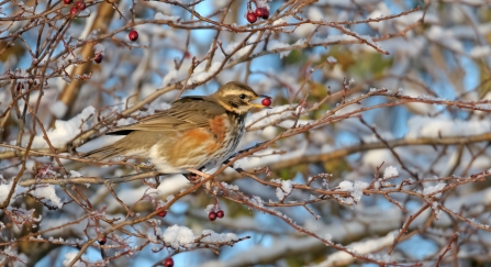 Redwing feeding on hawthorn berries