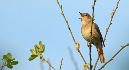 A nightingale singing