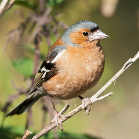 Chaffinch