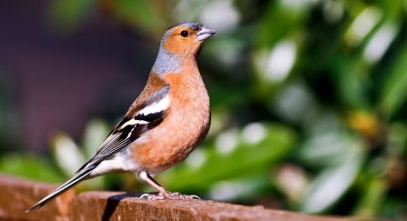 Chaffinch