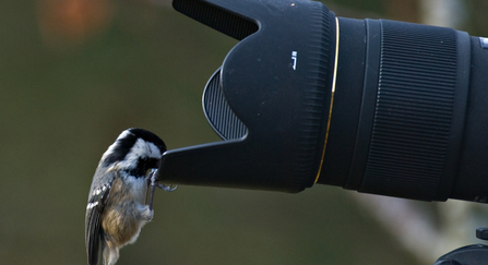 Coal tit on camera