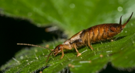 Earwig