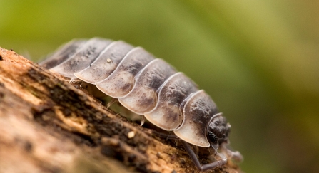 Woodlouse