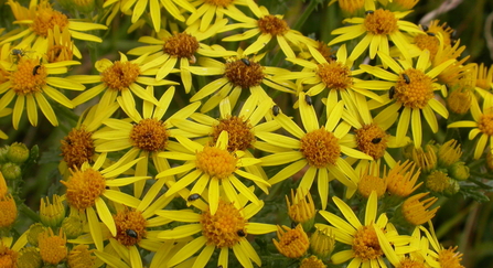 Clusters of yellow daisy-like flowers growing together from one stem in an umbrella shape.