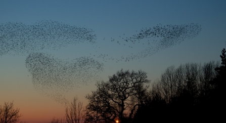 Starling Murmuration