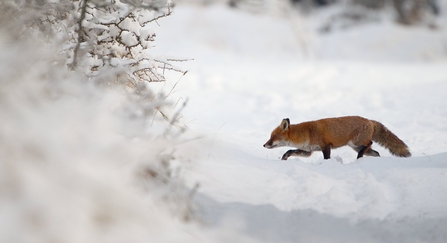 Fox in winter