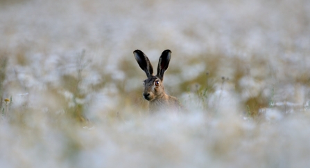 Brown hare