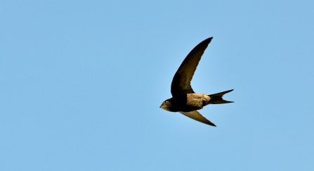 Swift in the air