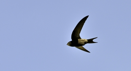 Common swift