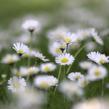 Daisies