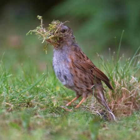 Dunnock with nest material