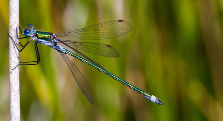 Emerald damselfly