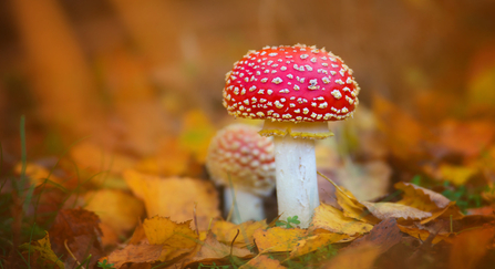 Fly Agaric fungus in autumn