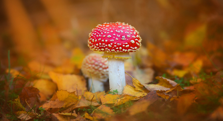 Fly agaric