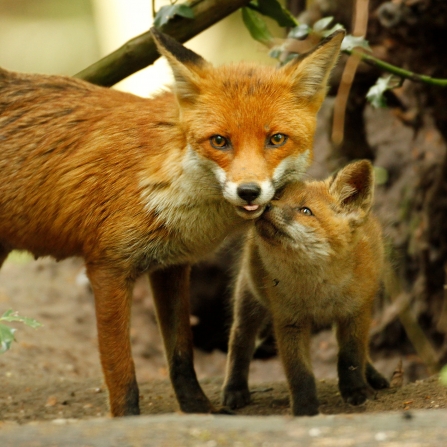 Fox with cub