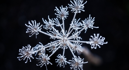 Frosted hogweed (Heracleum sphondylium) seedhead