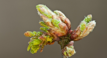 Oak bud