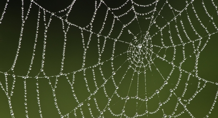 Spider web