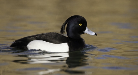 Turfted duck male