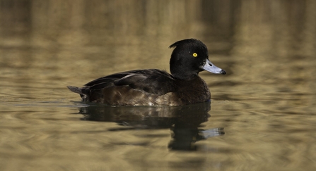 Tufted duck female